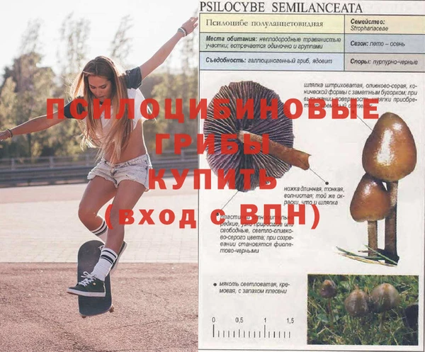 стаф Каменка